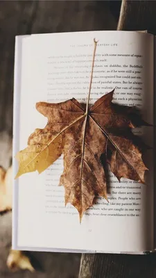 Ну, здравствуй, осень! 127 картинок на телефон, аву и просто для настроения  🍁 | Lifestyle | Селдон Новости