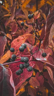 Осенние обои на телефон | Autumn photography, Autumn beauty, Flower beauty