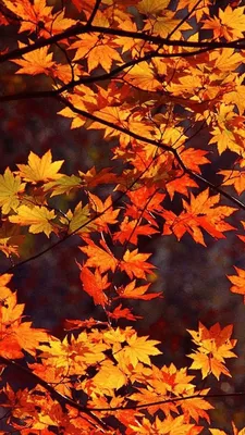 Photo Welsh Corgi dog Foliage Autumn animal 600x800