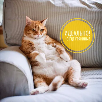Удобный диван: комфортный отдых — это легко! Какой диван удобней? Выбираем  уютные диваны.