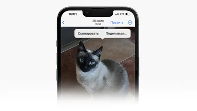 Современный зрелая отправив SMS -сообщение устройства для смартфонов  использования женщины Стоковое Фото - изображение насчитывающей цифрово,  звонок: 197387510