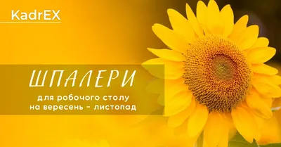 Фотошпалери з державною символікою | Стенди шпалери для шкіл ДНЗ школьные  стенды обои в садик