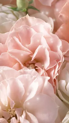 Букет из пионов Peonies S (13) купить в Москве с доставкой по цене 15590  руб, бесплатный самовывоз
