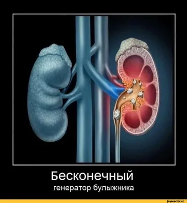 Анатомия Почек Человека Фотография, картинки, изображения и сток-фотография  без роялти. Image 89516133