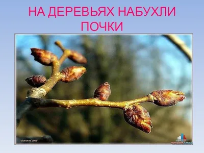 Самка Держит Модель Человеческой Почки — стоковые фотографии и другие  картинки Почечная недостаточность - Почечная недостаточность, Анатомия,  Биология - iStock