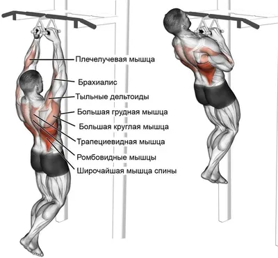 Подтягивания на турнике, 10 эффективных упражнений для дома