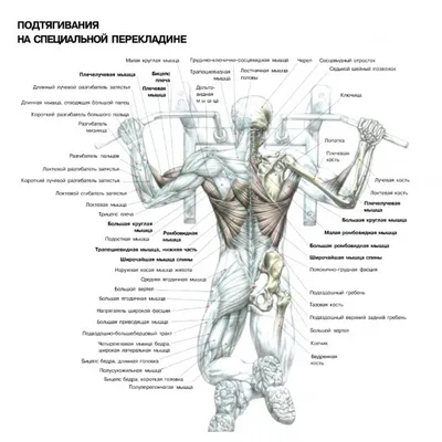 Пошел четвертый месяц, как я подтягиваюсь на турнике, каких результатов  удалось достичь | Мышечный проект | Дзен
