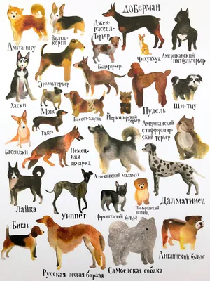 Породы собак: фото, названия и описание — ProPlan.ru