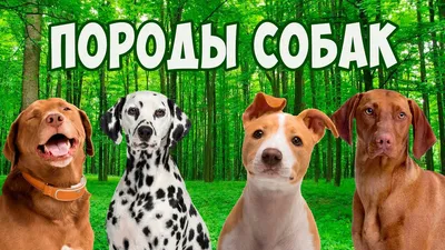 породы собак французский бульдог, фотки французского бульдога, бульдог,  собака фон картинки и Фото для бесплатной загрузки