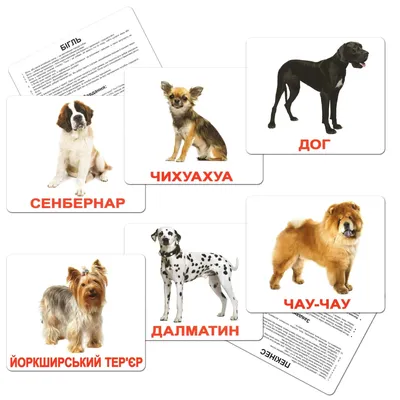 картинки : Симпатичная, Млекопитающее, Позвоночный, порода собаки, Canidae,  Старый английский бульдог, Белый английский бульдог, Игрушечный бульдог,  Кожа, Австралийский бульдог, Британские бульдоги, Плотоядное животное,  Морда, Морщить, Американский ...