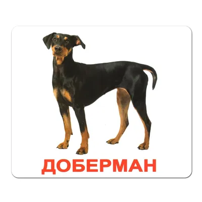 Карточки Домана \"Породы собак\" на укр. Вундеркинд с пеленок - Карточки  Домана