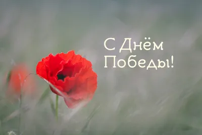 Трогательные открытки с Днем Победы 9 мая гифки бесплатно - Душевное  поздравление с Днем Победы 9 мая открытки и стихи … | Открытки, Позитивные  цитаты, Уроки письма