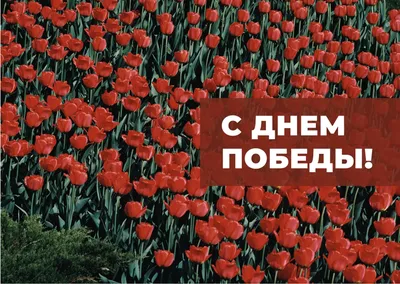 Поздравления с Днем Победы 9 мая — Красивые картинки 2024