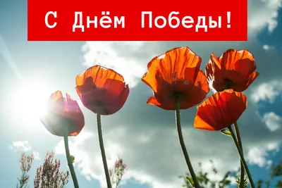 Открытки с 9 мая — Днём Победы - скачайте на Davno.ru