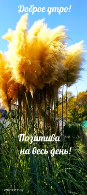 Открытка позитива на весь день - 81 фото