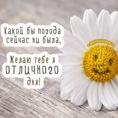 Картинки отличного настроения на весь день (50 фото) » Юмор, позитив и  много смешных картинок