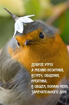 Красивые пожелания с добрым утром: стихи, проза, открытки - МЕТА