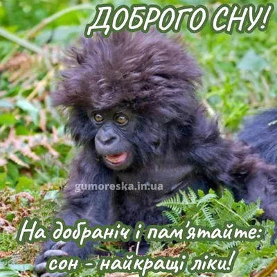 Картинки На добраніч: фото і листівки для побажання солодких снів - Радіо  Незламних