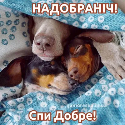 Прикольні картинки на добраніч скачати безкоштовно