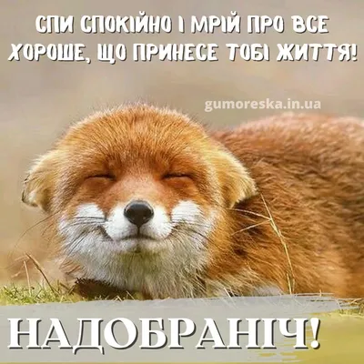 Прикольні картинки «На добраніч!»