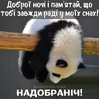 Картинки на добраніч, солодких снів та доброї ночі українською мовою  (постійне оновлення) - West Wild | Захід Дикий