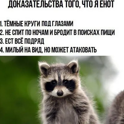 Смешные еноты картинки - 66 фото