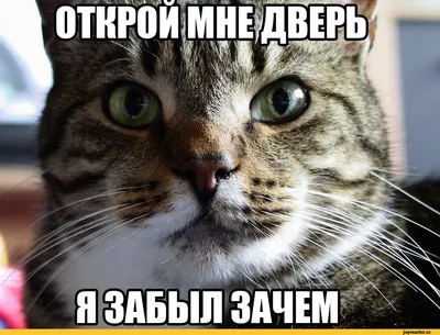 Прикольные двери (60 фото)