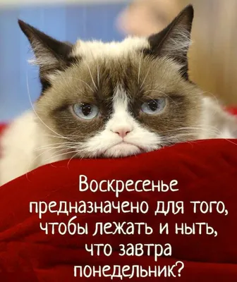 Дни недели — Бесплатные открытки и анимация