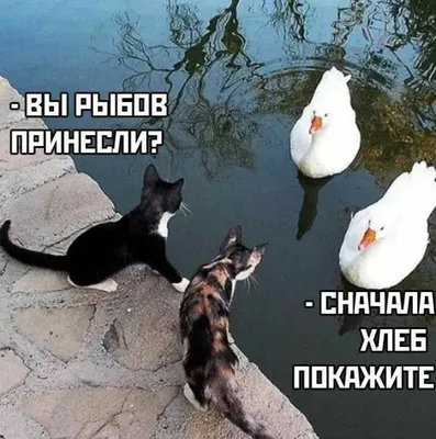 Типичная трудовая неделя в работах Bird Born