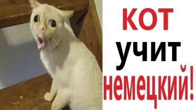 Книга о Москве на немецком языке. (Кожа, золот.тиснен.) купить за 16877  рублей - Podarki-Market