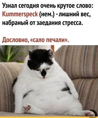 Жир грусти. / слово :: грусть :: немецкий язык :: жирнота :: kummerspeck ::  котэ (прикольные картинки с кошками) / смешные картинки и другие приколы:  комиксы, гиф анимация, видео, лучший интеллектуальный юмор.