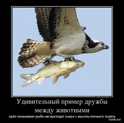 Прикольные картинки на рыболовную тему фотографии