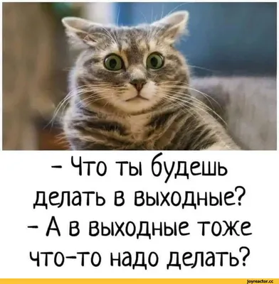 Что ты будешь делать в выходные? - А в выходные тоже что-то надо делать? /  картинка с текстом :: выходные :: что делать :: кот / смешные картинки и  другие приколы: