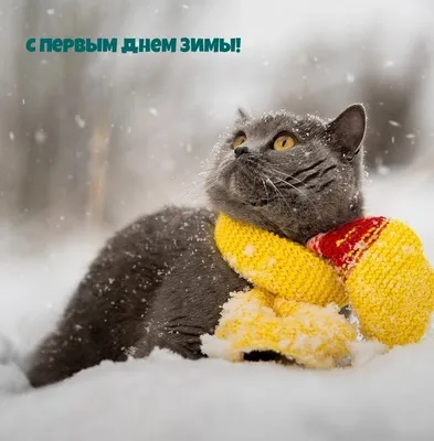 Прикольные картинки для WhatsApp (50 фото) - ФУДИ