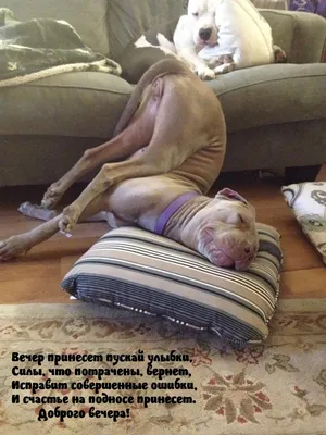 Добрый вечер всем! - прикольные картинки друзьям с пожеланиями приятного,  красивого и интересного вечера | Открытки, Милые сообщения, Картинки