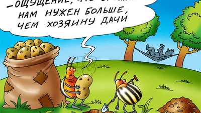 Что растить на даче, если бываешь там только по выходным? - KP.RU