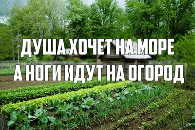 Торт \"Любимая дача\" № 8772 на заказ в Санкт-Петербурге