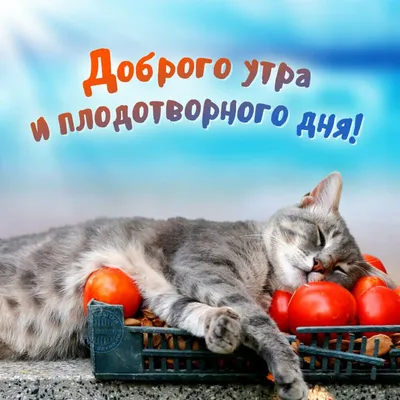 Открытки и картинки с добрым утром прикольные, скачать