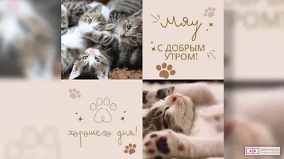 Прикольные картинки \"С Добрым Утром!\" (254 шт.)