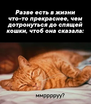 Поздравление с добрым утром прикольное видео — Slide-Life.ru