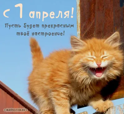 Прикольные картинки с 1 Апреля: смешные картинки к 1 Апреля - День Смеха -  IVONA - bigmir)net - IVONA.UA