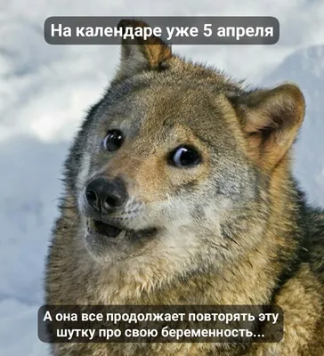Приколы на 1 апреля - лучшие первоапрельские шутки