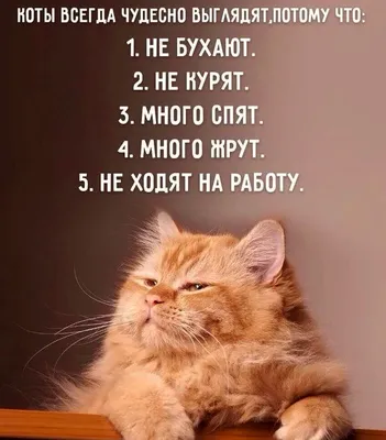 картинки смешные животные мультяшные приколы аниме картинки - СМЕШНО- ПРИКОЛЬНЫЕ  КАРТИНКИ - ПРИКОЛЫ - Прикольные фотки онла… | Funny cat videos, Cat gif,  Funny cats