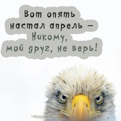 Топ 5 - 1 Апреля 2015 Лучшие Приколы и Шутки! - YouTube