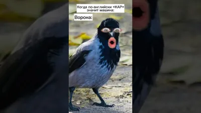 Мем, мемы, юмор, прикол, английский язык | Забавные картинки, Английский,  Мемы