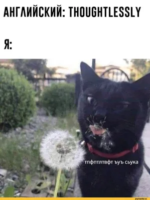 Приколы на английском доступны всем! Нужно лишь прочитать перевод :) |  Haha, this is юмор | Дзен