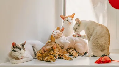 Байка на ночь: Прикол на английском \"Дредноуте\": bor_odin — LiveJournal