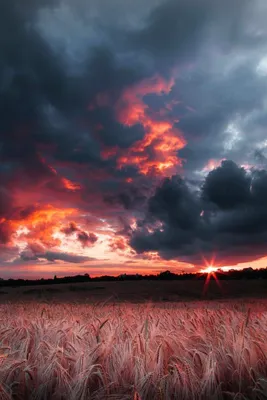 MERAGOR | Фото природа цветы на аву