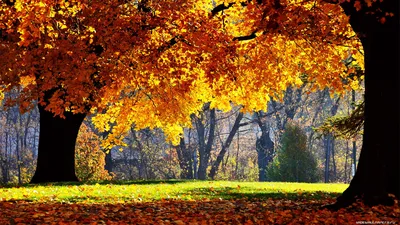 Заставка на рабочий стол природа - фото и картинки: 71 штук
