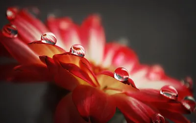 Скачайте красивые обои рабочего стола бесплатно | Canva